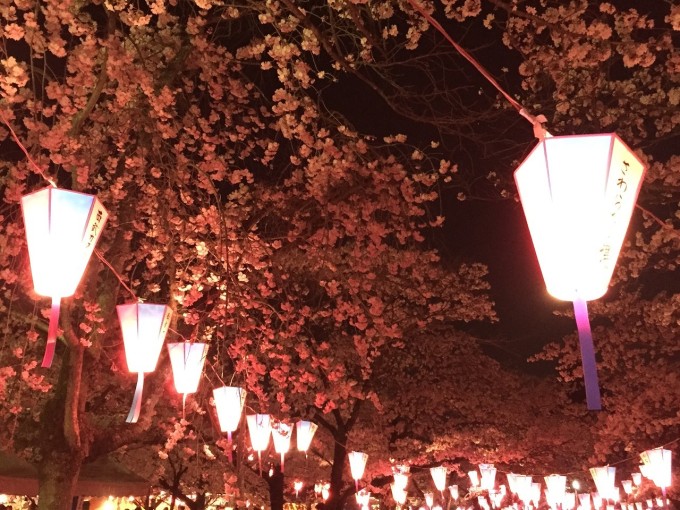 H27.4.2夜桜