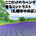ここだけのラベンダー香るコントラスト