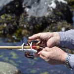 捕獲したカニは、味噌汁で提供致します