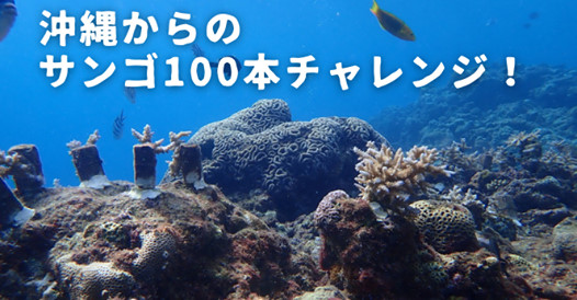 コロナ過での海洋観光を盛り上げる サンゴ植え付けの挑戦 みんなの観光協会