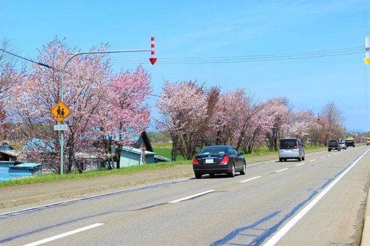 【士幌町】国道２４１号線の桜並木